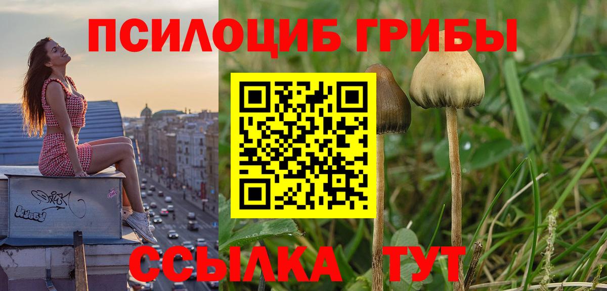 Псилоцибиновые грибы Psilocybine cubensis Пугачёв
